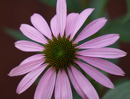 Échinacée Échinacée