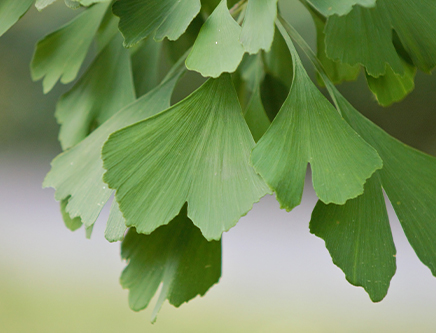 Ginko Biloba Ginko Biloba