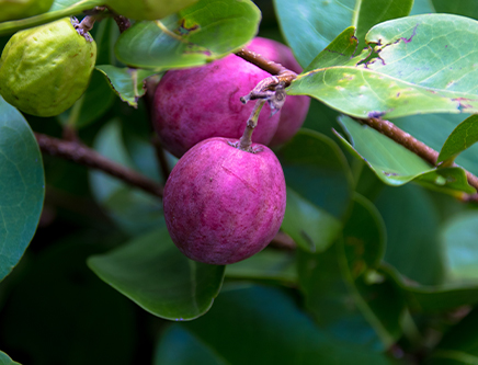 Prunier d’Afrique Prunier d’Afrique