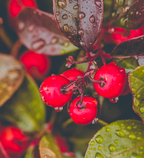 Gaultherie Gaultherie