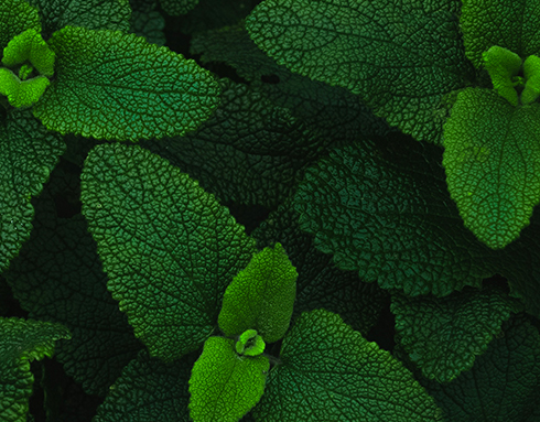 Menthe Poivrée Menthe Poivrée